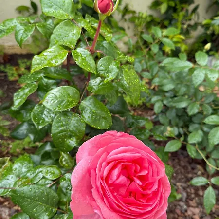Apartment Rare, Private Garden, 2bdr, Monaco Border