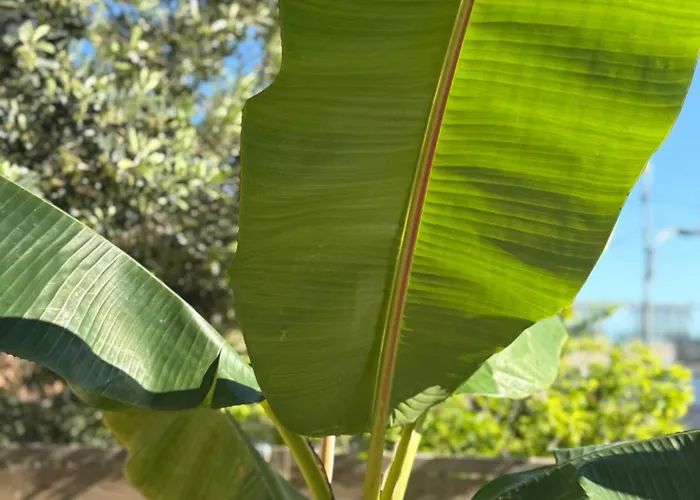 Rare, Private Garden, Monaco Border, 1 Bedroom Beausoleil